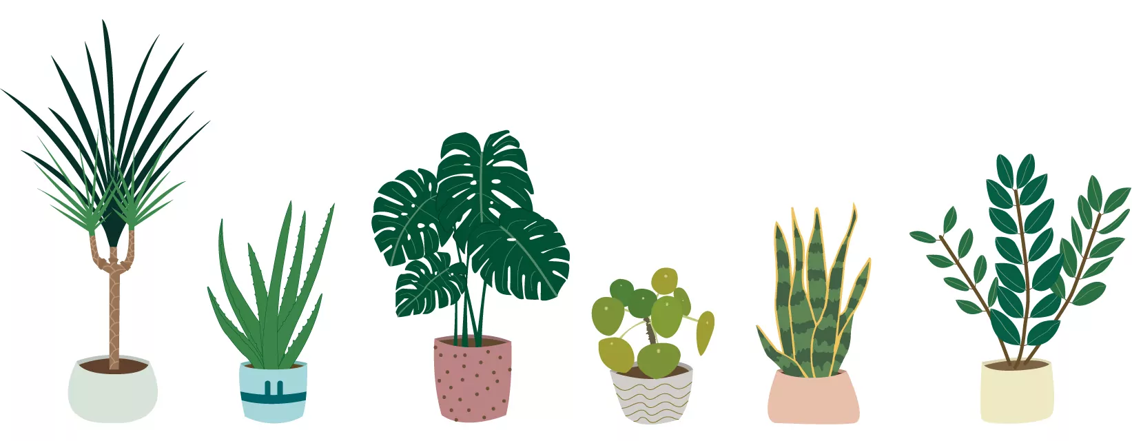Illustrations des plantes